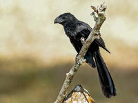 Een groove-billed ani is een vreemd aandoende verwant van de koekoek. © Danny Roobaert