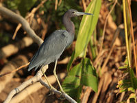 Een little blue heron nabij de broedkolonie. © Danny Roobaert