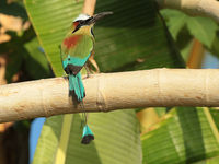 Een ietwat verwaaide turquoise-browed motmot, een soort die het grootste deel van de tijd op een zitplek rust. © Danny Roobaert