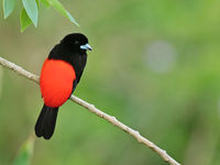 Scarlet-rumped tanager © Danny Roobaert