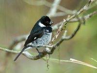 Variable seed-eaters zijn vinkachtigen waarvan heel wat soorten voorkomen in Midden-Amerika. © Danny Roobaert