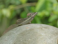 Een jonge basilisk, te herkennen aan de bruine kleur. © Danny Roobaert