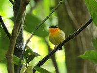 Een van de vele manakins, de orange-collared manakin. © Danny Roobaert