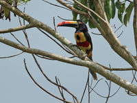 Als nauwe verwant van de toekans mag deze collared aracari niet onderdoen wat betreft kleurenpracht. © Danny Roobaert