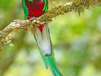 Resplendent quetzal, natuurlijk de soort bij uitstek van het land. © Danny Roobaert