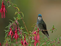 White-throated mountain-gem, zoals de naam suggereert een juweeltje uit de bergen. © Danny Roobaert