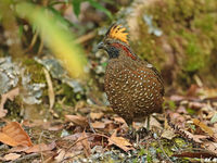 In de bossen wemelt het van de hoenderachtigen, zoals deze spotted wood quail. © Danny Roobaert