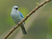 Tanagers zijn een bijzonder veelzijdige familie, met deze blue-gray tanager als een van de meer algemene soorten. © Danny Roobaert