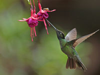 Ce Talamanca Hummingbird butine avec énergie . © Danny Roobaert