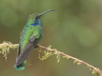 Un Lesser Violetear, l'un des colibris au vert le plus brillant. © Danny Roobaert