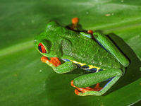 Een red eyed treefrog, qua amfibieën de ster van de reis. © Danny Roobaert