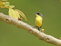 Meer dan 900 soorten vogels werden tot op vandaag waargenomen in Costa Rica, een impressionant aantal! Common tody-flycatchers maken daar steevast deel van uit. © Danny Roobaert