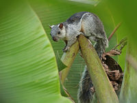 Een variegated squirrel toont zich even vooraleer hij weer verdwijnt tussen de bananenbladeren. © Danny Roobaert