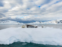Crabeater seal. © Bart Heirweg