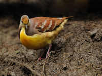 Een mooie cinnamon ground dove op een van de baltsplekken. © STARLINGreizen