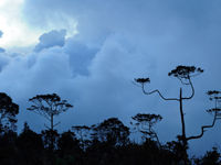 Het landschap in Pondok Tiga. © STARLINGreizen