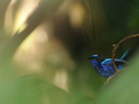 Een emperor fairy-wren toont z'n iriserend blauwe kleuren. © STARLING reizen