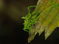 Wat betreft spectaculaire insecten kom je hier zeker aan je trekken. © STARLING reizen