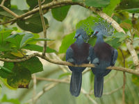 Twee gigantische victoria crowned pigeons laten zich bekijken vanop afstand. Het zijn prachtige vogels. © STARLINGreizen