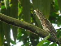 Een Papuan frogmouth gaat volledig op in de omgeving. © STARLINGreizen