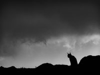 Een silhouet van een lynx. © Jeffrey Van Daele