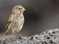 One of the many Darwin finches, the main reason for why the islands became so famous and the subjects of the theory behind 'The Origin of Species'. © Yves Adams