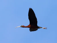 De kleuren van de zwarte ibis zie je pas goed als je hem van dichtbij kan waarnemen.