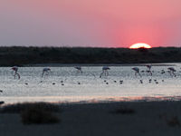 De zon was bijna onder en wij keken nog altijd naar de flamingo's.