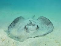 Better not to touch stingrays, with their often lethal tail spikes. © Yves Adams