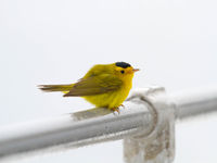 Drenkeling aan boord (Wilsons warbler). © Iwan Lewylle