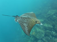 This eagle ray occurs around the tropics and often visits the Galapagos during its travels. © Yves Adams