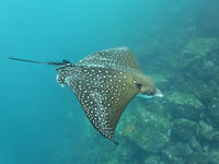 Deze adelaarsrog komt voor rondom de tropen en doet steevast de Galapagos aan op z'n omzwervingen. © Yves Adams