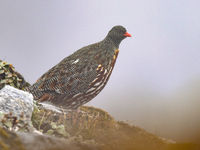 Op de hogere rotspieken hopen we op snow partridge. © Erwin Collaerts