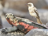 These guys visit marine iguanas to feast on the numerous parasites that live on the reptiles' skin. © Yves Adams