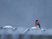 Een noordse goudvink in de sneeuw. © Luke Massey