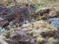 Chestnut-naped francolin is eveneens een Ethiopische specialiteit! © Billy Herman