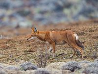 Hier is het hem dan ook om te doen: Ethiopian wolf! © Billy Herman