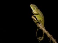 Kameleon in het donker. © Billy Herman