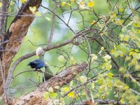 Een koppeltje Ruspoli's turaco in een boom. © Billy Herman