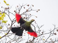 Prince Ruspoli's turaco, één van de meest gezochte vogels van Ethiopië. © Billy Herman