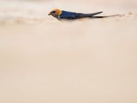 Een lesser striped swallow komt nestmateriaal verzamelen. © Billy Herman