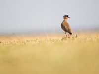 Crowned lapwing houdt de wacht bij het nest. © Billy Herman