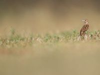 Liben lark, een soort die nagenoeg uitgestorven is en altijd erg lokaal was... © Billy Herman