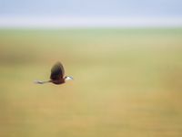 African jacana in vlucht. © Billy Herman