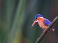 Een malachite kingfisher, wat een pareltje. © Billy Herman