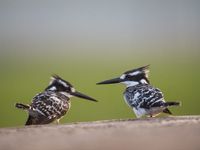 Een paartje bonte ijsvogels. © Billy Herman