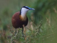 Een African jacana, ook wel de lelieloper genoemd. © Billy Herman