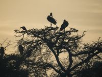 Sfeerbeeld ibissen in acacia. © Billy Herman