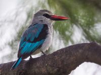 Woodland kingfishers zijn nooit veraf. © Billy Herman