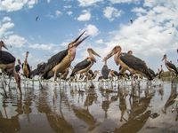 Een leger maraboes houdt de wacht bij de drinkpoel. © Billy Herman